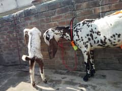 Makhi cheni amratsari cross bakri sath mn path1kg plus Doodh k sath