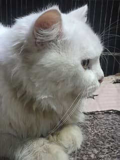 Persian cat white