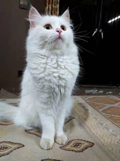 Persian Cat