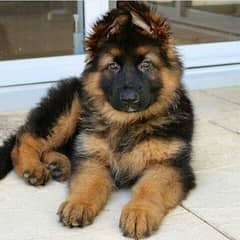 German Shepherd Puppy | Dog for sale | GSD | 03287625932