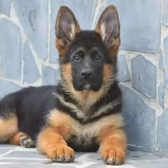 100% German Shepherd dog for sale Call My WhatsApp 0341,78,17,026