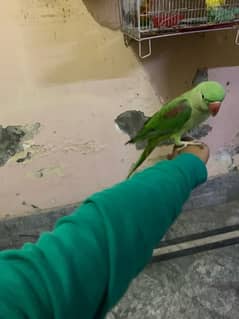 raw parrot for sale hand tame and talking