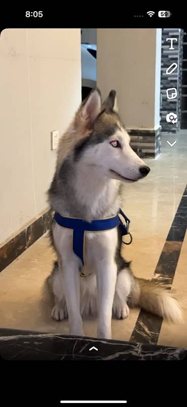 Siberian husky 1