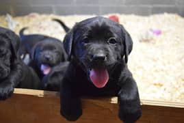 labrador puppy dog