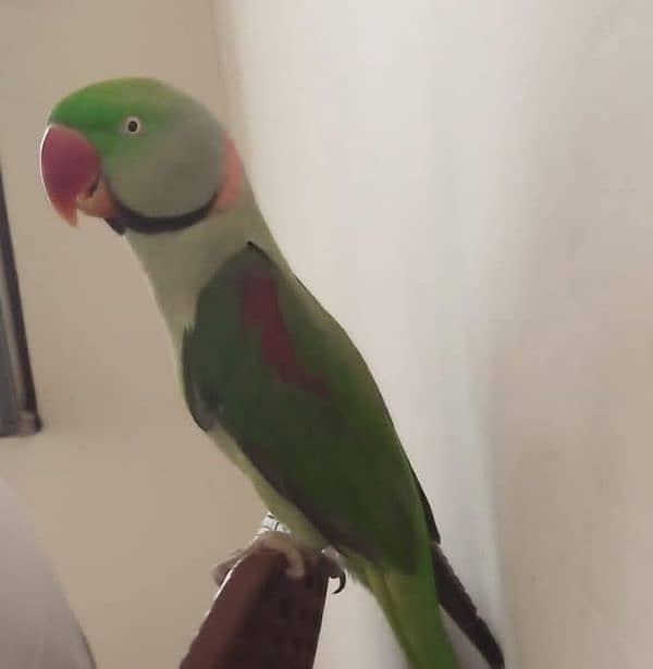 Raw parrot Male for Sale ful adult or taking karta breed k liye best h 0