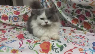 Persian Female Cat