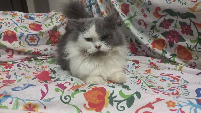 Persian Female Cat 0