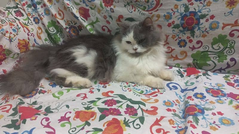 Persian Female Cat 1