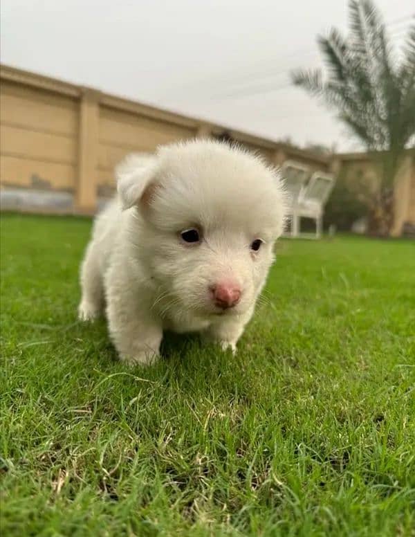 Russian zero size puppies . . 3