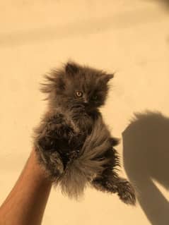 kitten