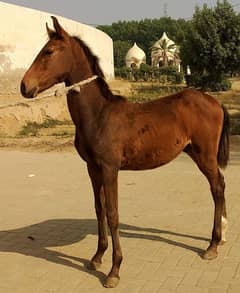 urgent for sale 3 month age brown colour location sahiwal price 190