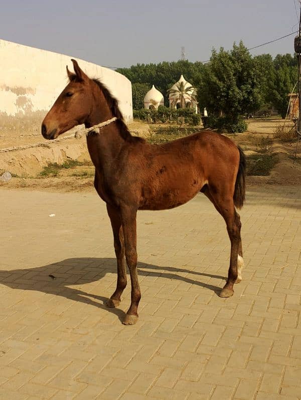 urgent for sale 3 month age brown colour location sahiwal price 190 1