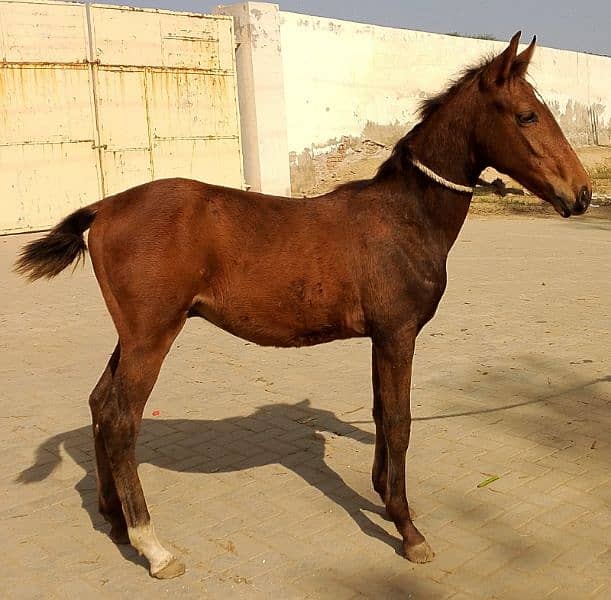 urgent for sale 3 month age brown colour location sahiwal price 190 2