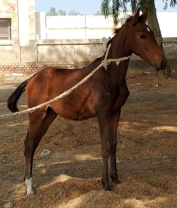 urgent for sale 3 month age brown colour location sahiwal price 190 3