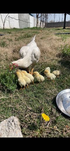 whiteshamo chicks/ high quality/ pure shamo birds