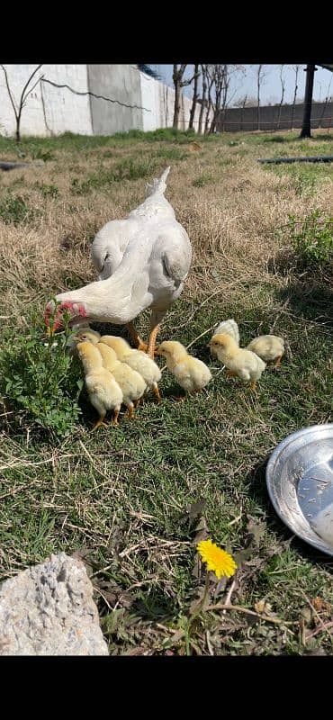 whiteshamo chicks/ high quality/ pure shamo birds 0