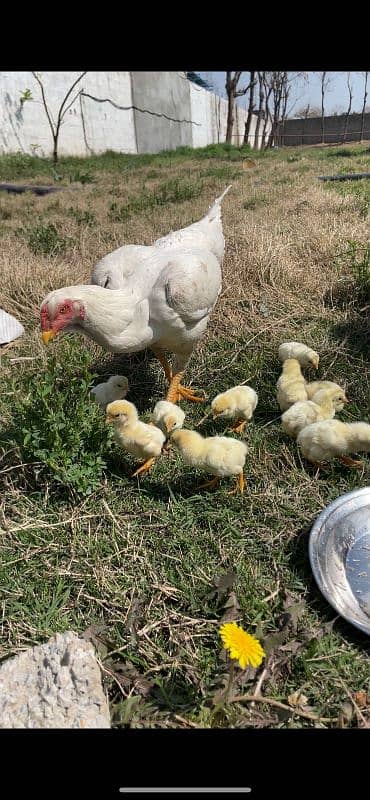 whiteshamo chicks/ high quality/ pure shamo birds 1