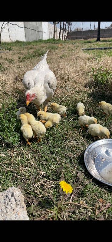 whiteshamo chicks/ high quality/ pure shamo birds 3