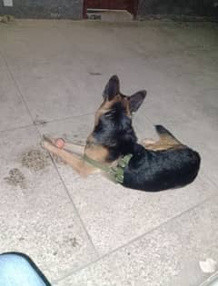 German shepherd Mail extreme bone stakcher 03008960893