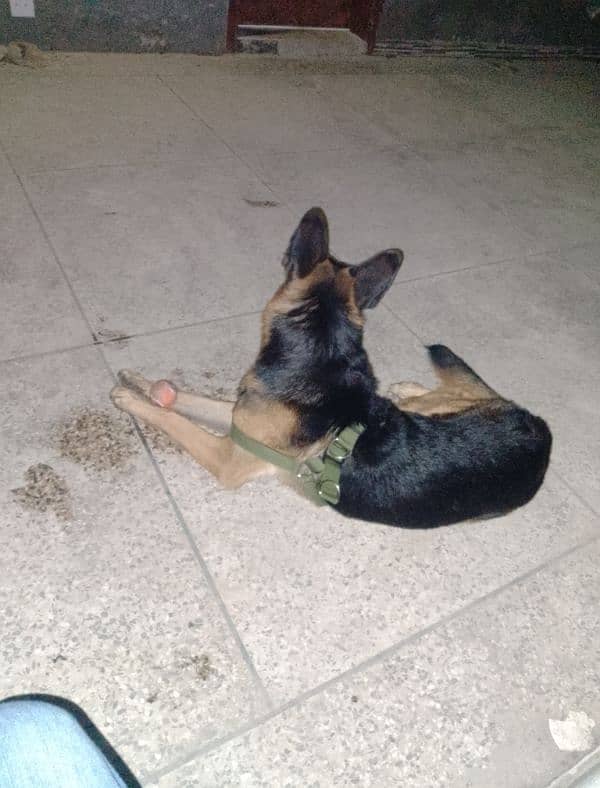 German shepherd Mail extreme bone stakcher 03008960893 0