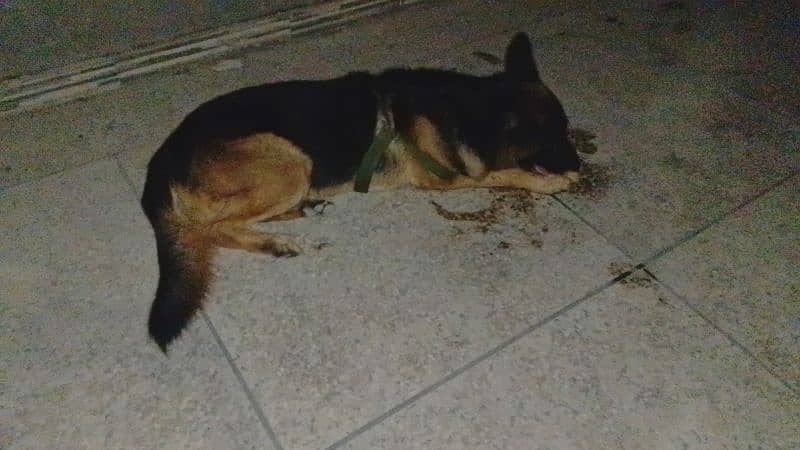 German shepherd Mail extreme bone stakcher 03008960893 3