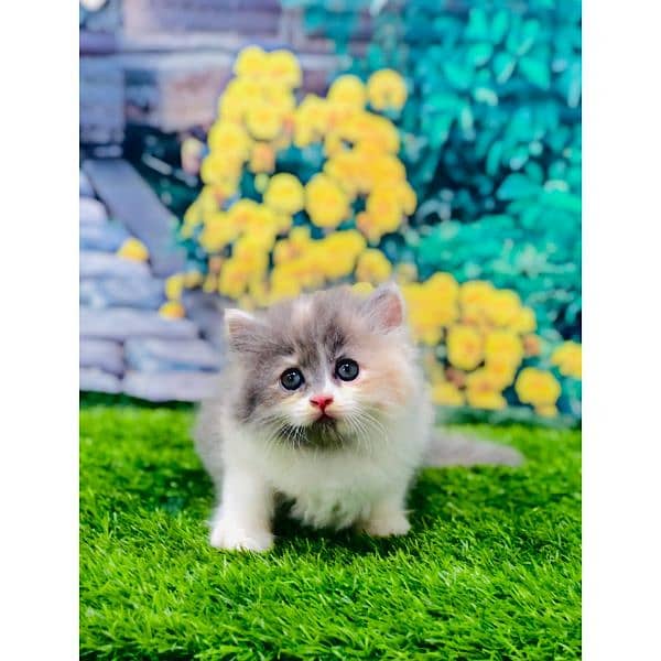 Persian hamalian british punch face piki face cat's and kitten's 4