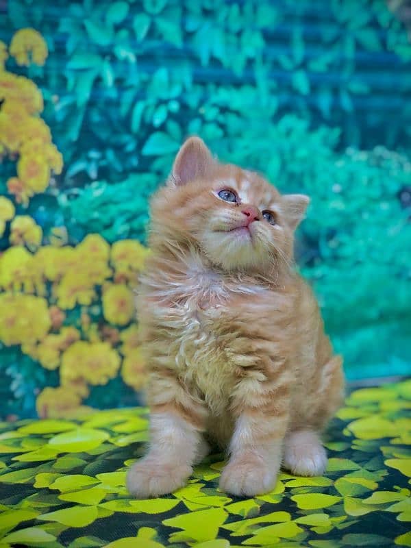 Persian hamalian british punch face piki face cat's and kitten's 8