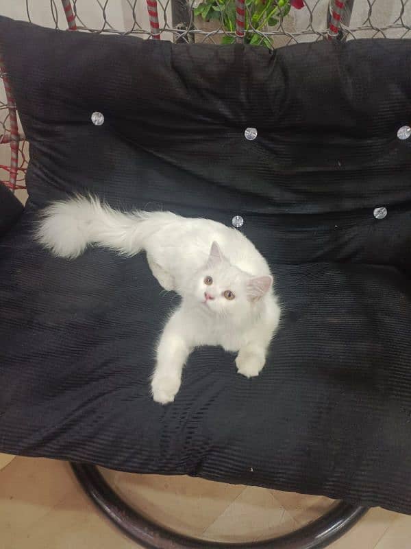 Persian white cat 0