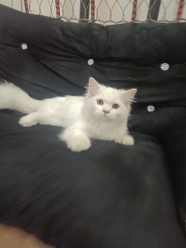 Persian white cat 2