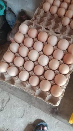 Desi Eggs for Sale 100 % Organic