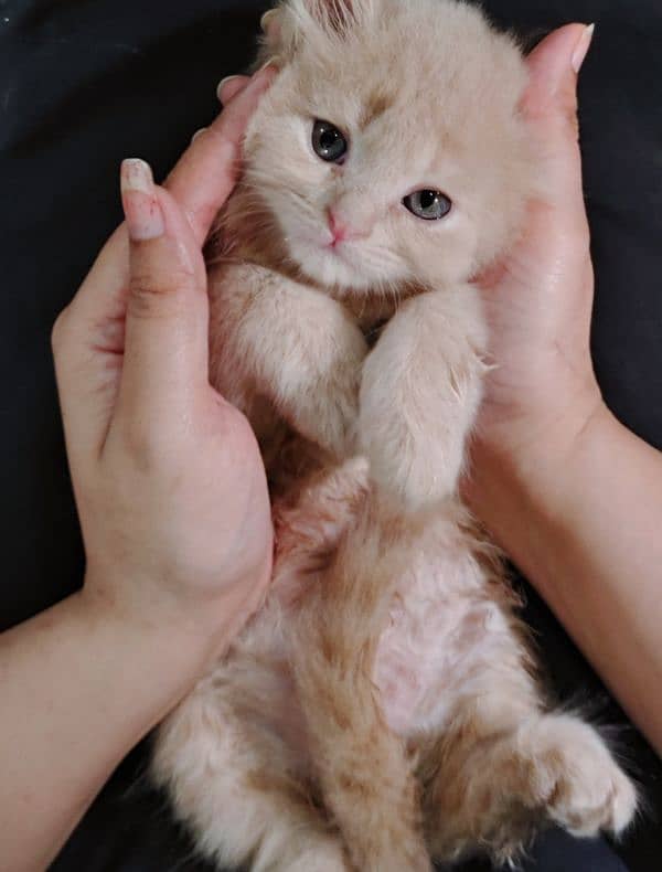 triple coat Persian kittens 2