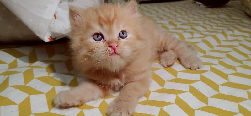 triple coat Persian kittens 3