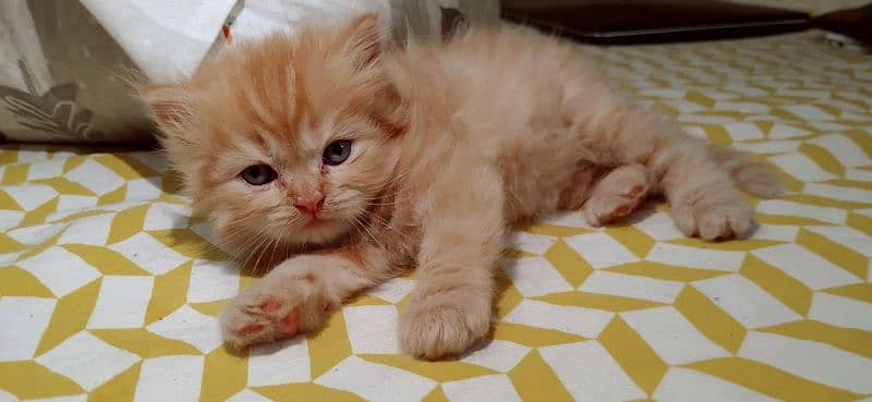 triple coat Persian kittens 4