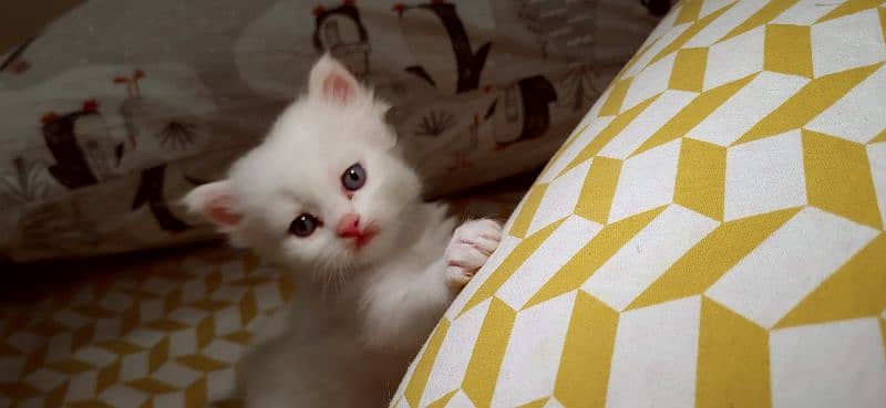 triple coat Persian kittens 5