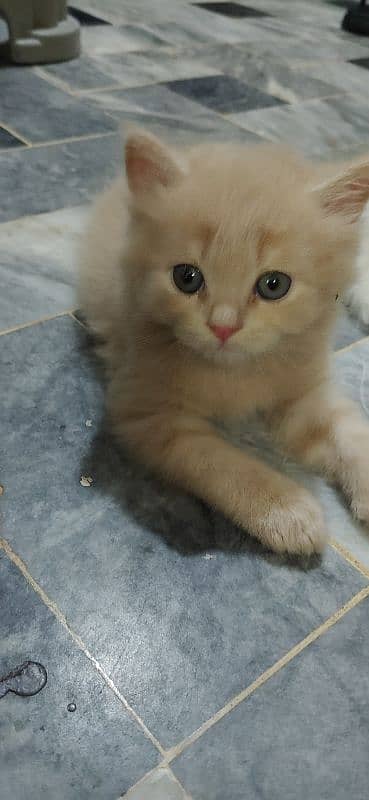 triple coat Persian kittens 6