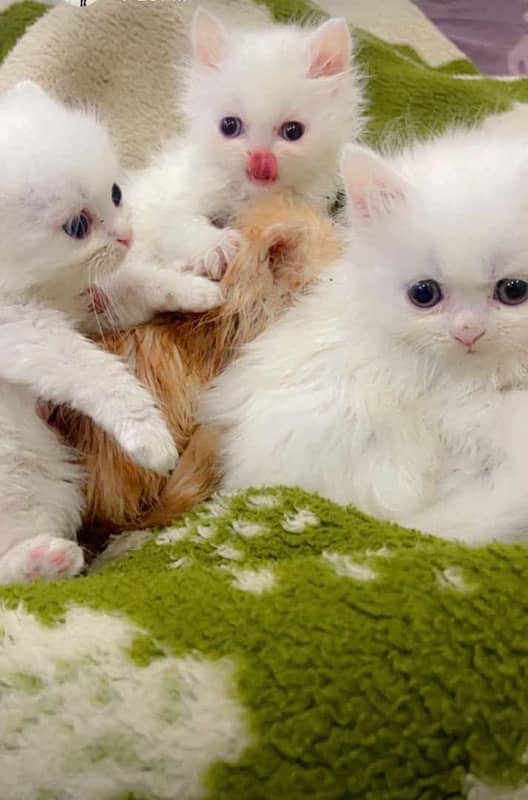 Tripple coat persian kittens 0