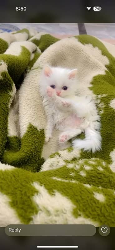 Tripple coat persian kittens 3