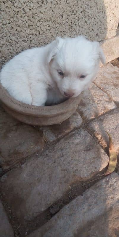 female 2 dog why's app number 03406000185 call number 03145222700 1