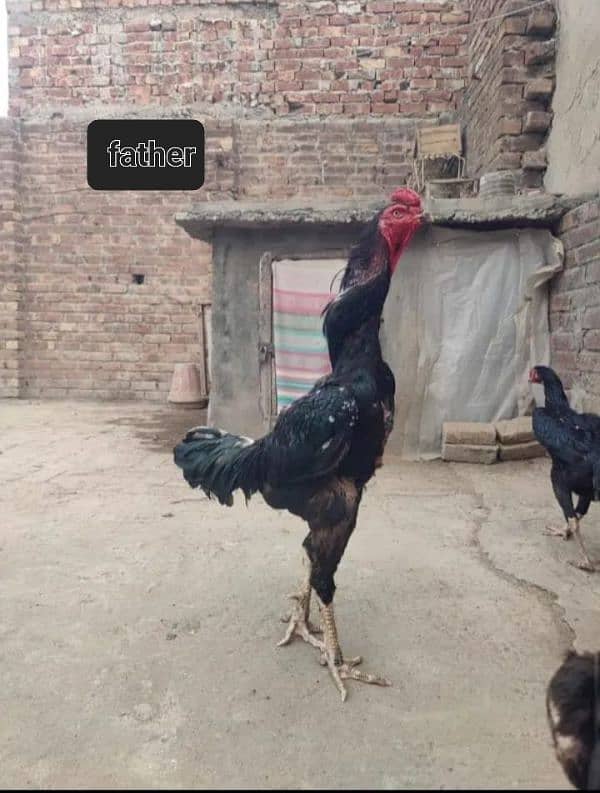 japanese black and lakha o shamo Chicks available whire shamo breader 6