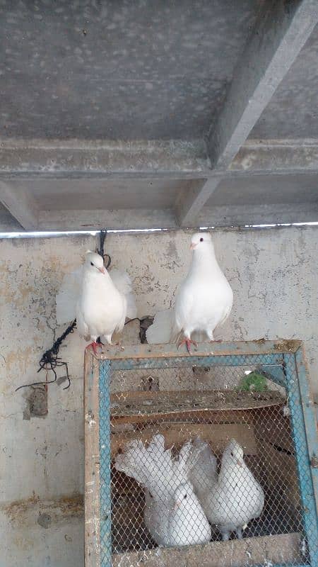 2 white lakay pair for sale dono breeder pair ha aur egg dia hoa ha 0