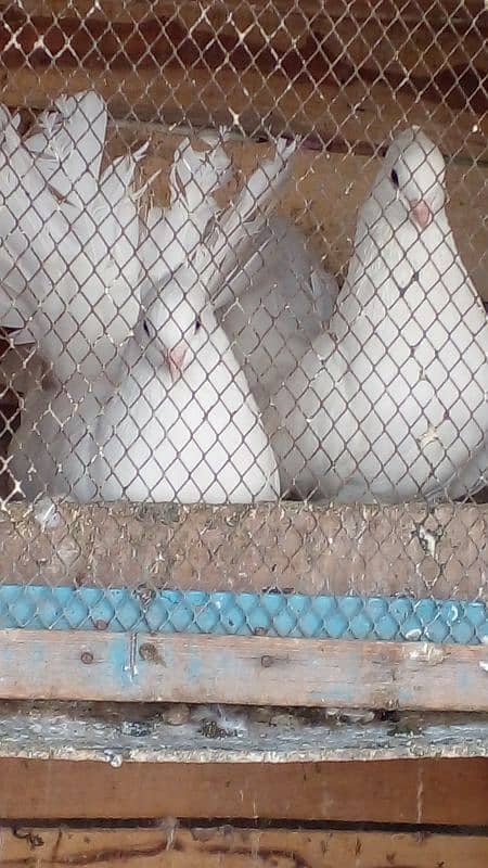 2 white lakay pair for sale dono breeder pair ha aur egg dia hoa ha 1