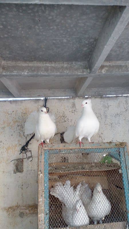 2 white lakay pair for sale dono breeder pair ha aur egg dia hoa ha 3