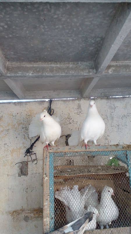 2 white lakay pair for sale dono breeder pair ha aur egg dia hoa ha 4