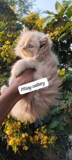 High quality fur kitten available male female both available