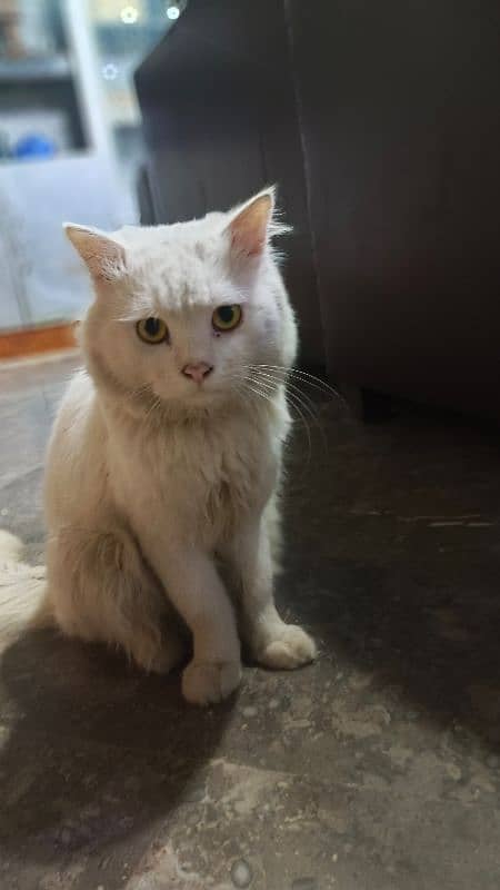 Persian cat 3