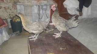 Desi Hens| Desi Murgian | Misri| Pathian | Phatay | مرغیاں