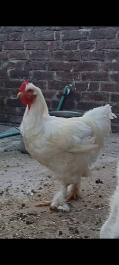 White buff male, splash bentum chicks