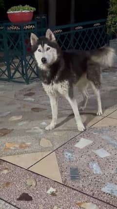 2 year Male husky Pedigree for sale