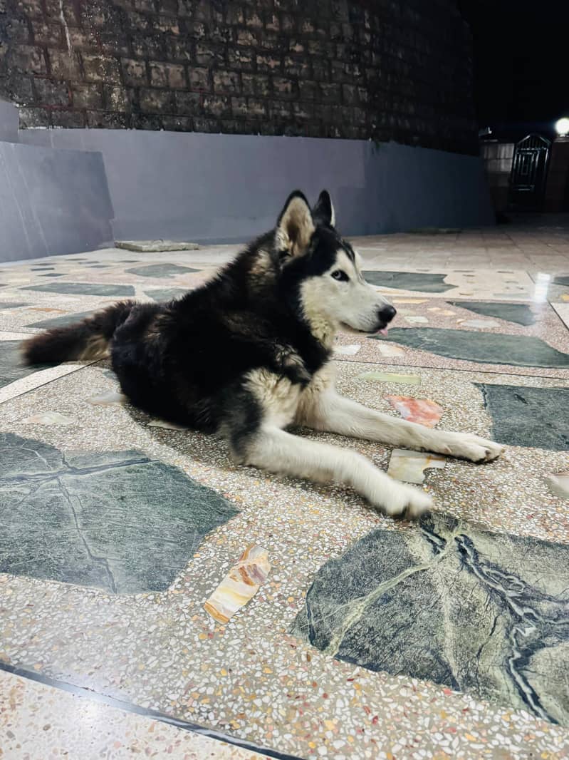 2 year Male husky Pedigree for sale 2