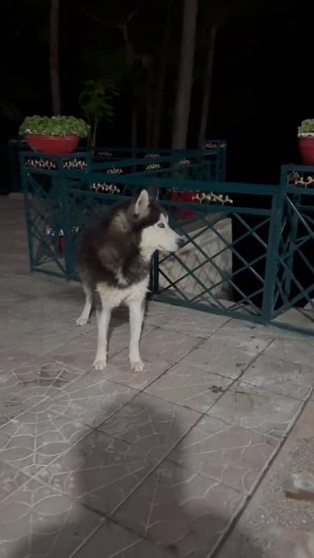 2 year Male husky Pedigree for sale 3